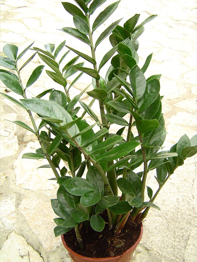 Zamioculca